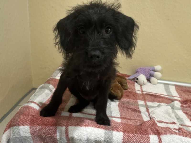 Poodle for adoption in Ballymena, Co Antrim – 4 months old - Image 4 of 4