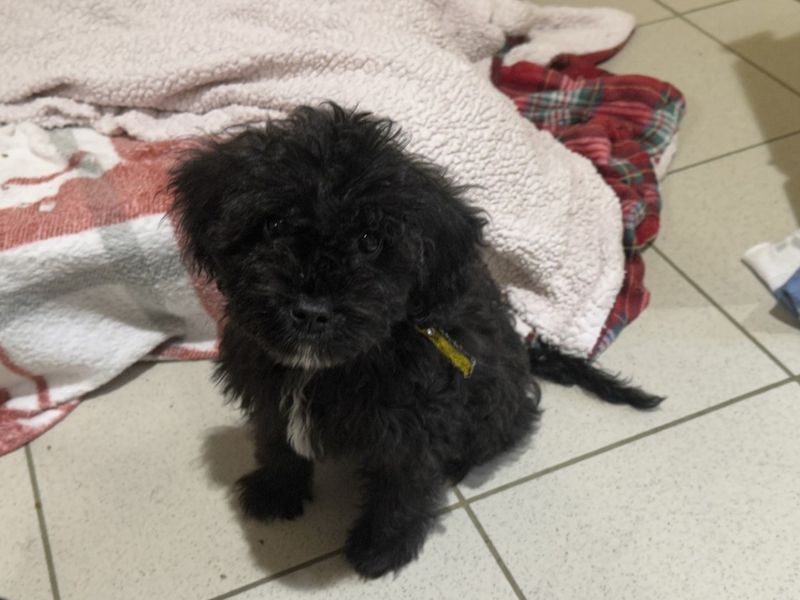 Poodle for adoption in Ballymena, Co Antrim – 11 weeks old