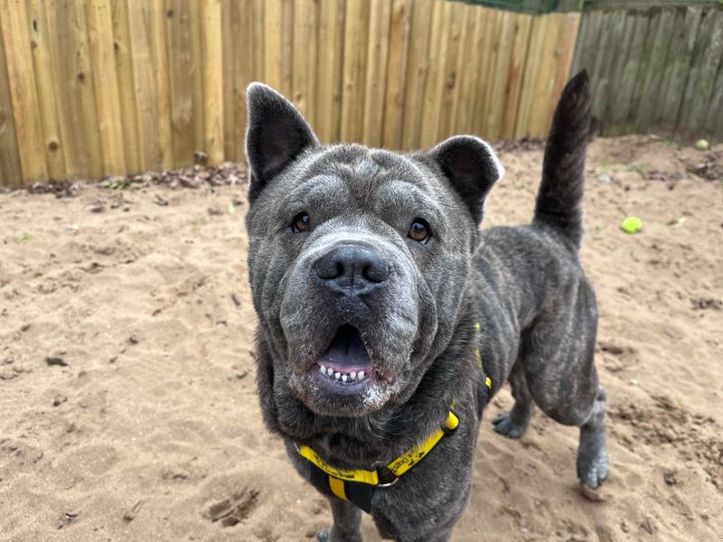 French Bulldog for adoption in Ilfracombe, North Devon – 2 years old