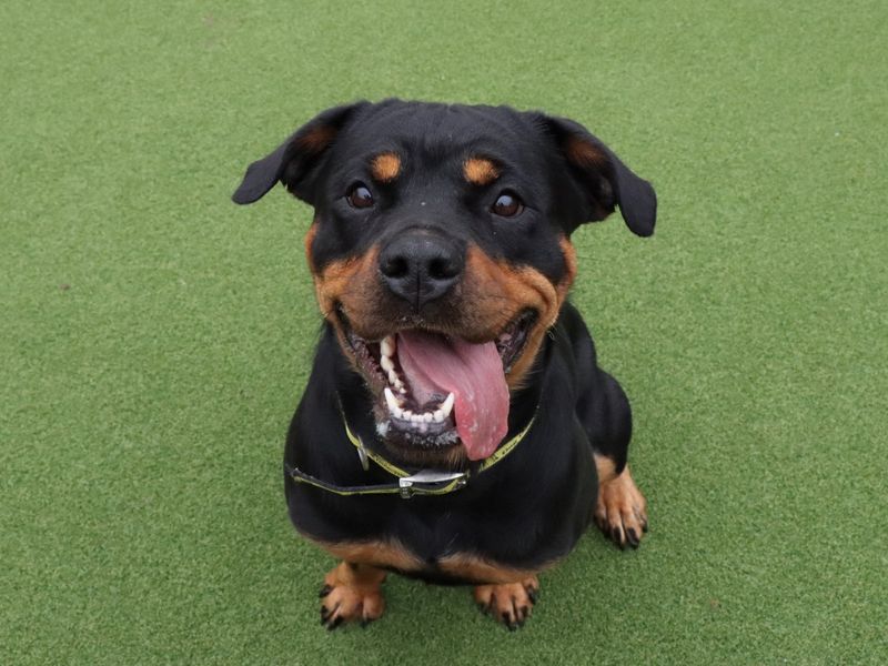 Rottweiler for adoption in Evesham, Worcestershire – 2 years old
