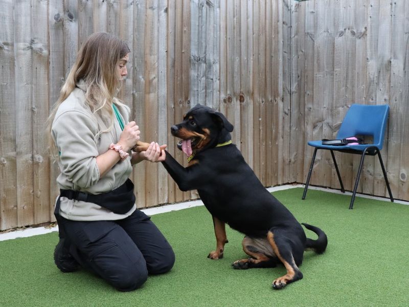 Rottweiler for adoption in Evesham, Worcestershire – 2 years old - Image 2 of 2