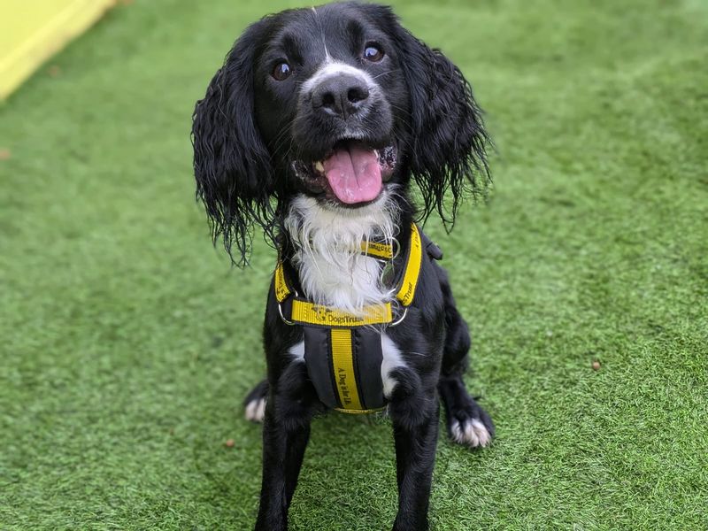 Cocker Spaniel for adoption in West Calder, West Lothian – 1 year old - Image 2 of 3