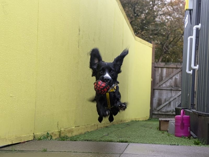 Cocker Spaniel for adoption in West Calder, West Lothian – 1 year old - Image 3 of 3