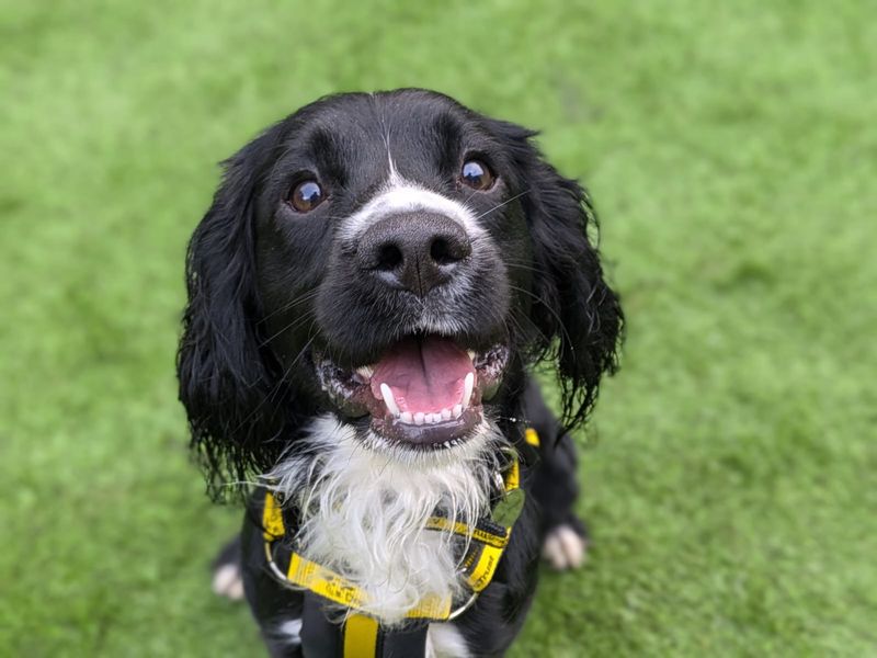 Cocker Spaniel for adoption in West Calder, West Lothian – 1 year old