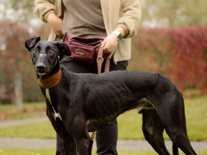 Peter | Lurcher | Kenilworth (West Midlands) - 8