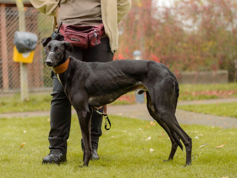 Peter | Lurcher | Kenilworth (West Midlands) - 2