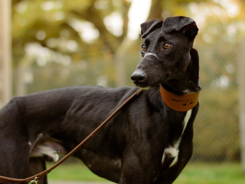Peter | Lurcher | Kenilworth (West Midlands) - 3