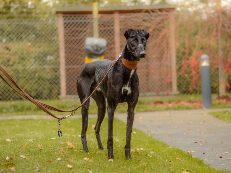 Peter | Lurcher | Kenilworth (West Midlands) - 7