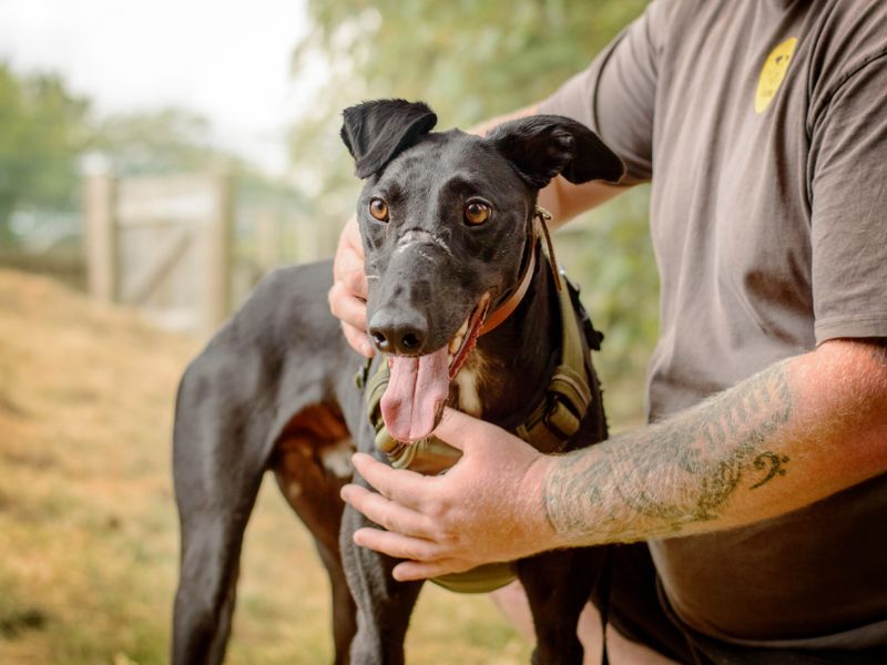 Peter | Lurcher | Kenilworth (West Midlands) - 5