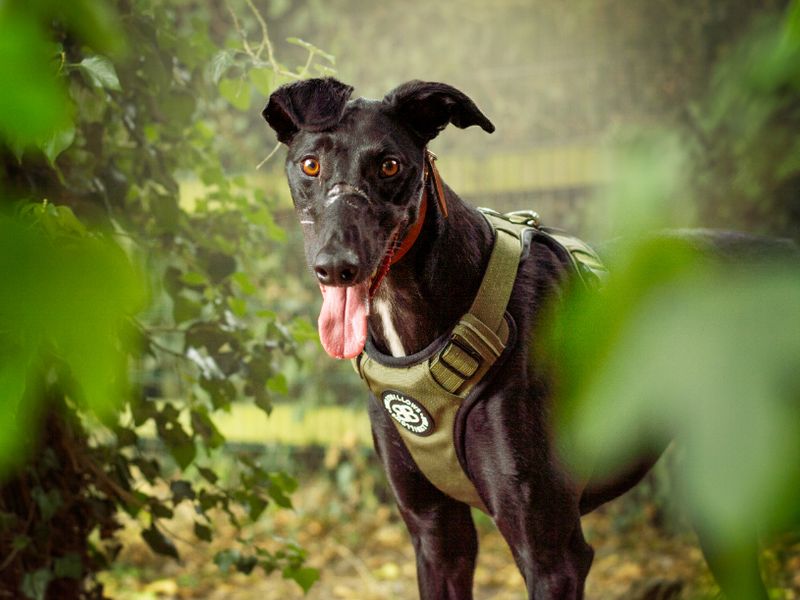 Peter | Lurcher | Kenilworth (West Midlands) - 4