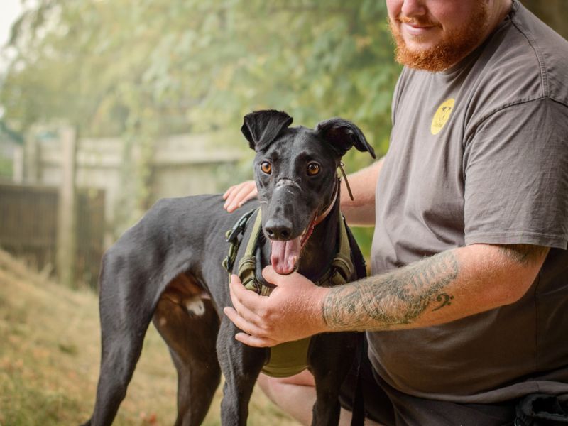 Peter | Lurcher | Kenilworth (West Midlands) - 6