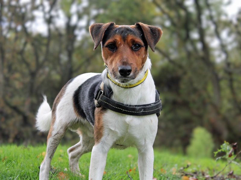 Jack Russell Terrier for adoption in Liverpool, Merseyside – 1 year old