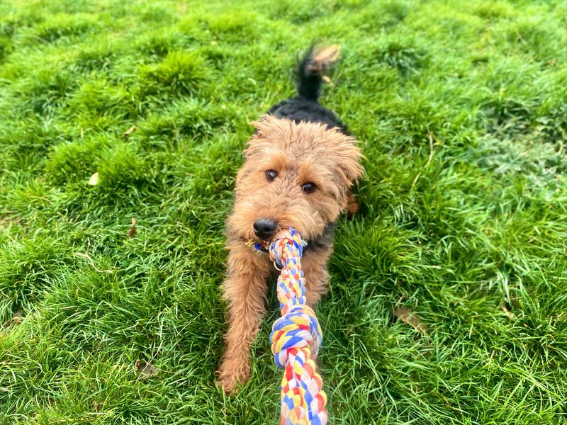 Duggee, a 2 years old male Welsh Terrier available for adoption from Dogs Trust in Cardiff