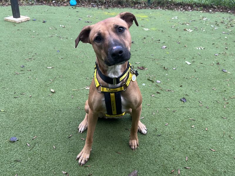 Ruby, a 6 years old female Crossbreed available for adoption from Dogs Trust in Ilfracombe