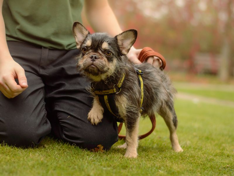 Pudding - Image 2 of 3