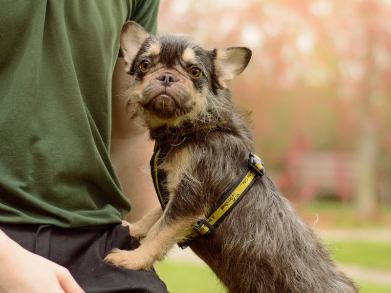 French Bulldog for adoption in Kenilworth, Warks – 5 years old
