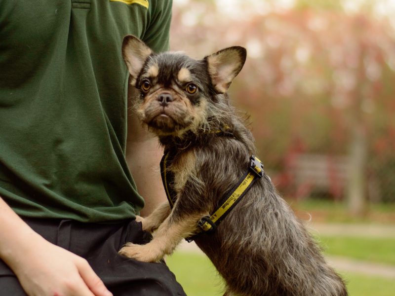 Pudding - Image 3 of 3