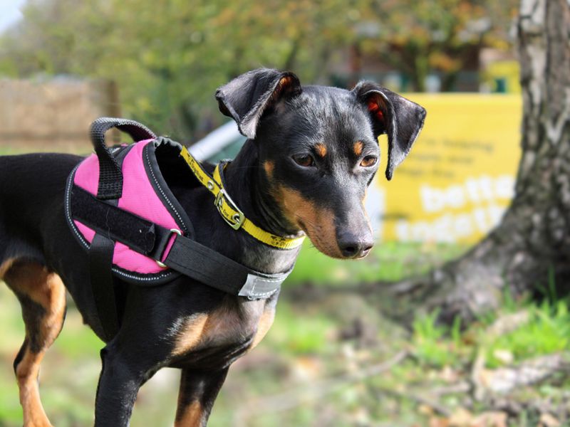 Dachshund for adoption in Liverpool, Merseyside – 1 year old