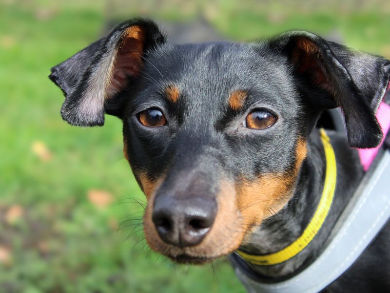 Dachshund for adoption in Liverpool, Merseyside – 1 year old - Image 2 of 3
