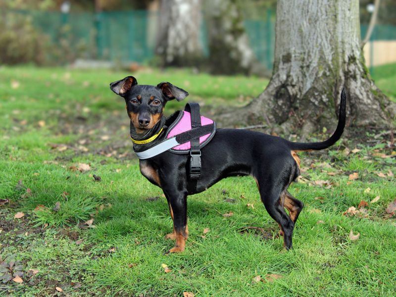Dachshund for adoption in Liverpool, Merseyside – 1 year old - Image 3 of 3