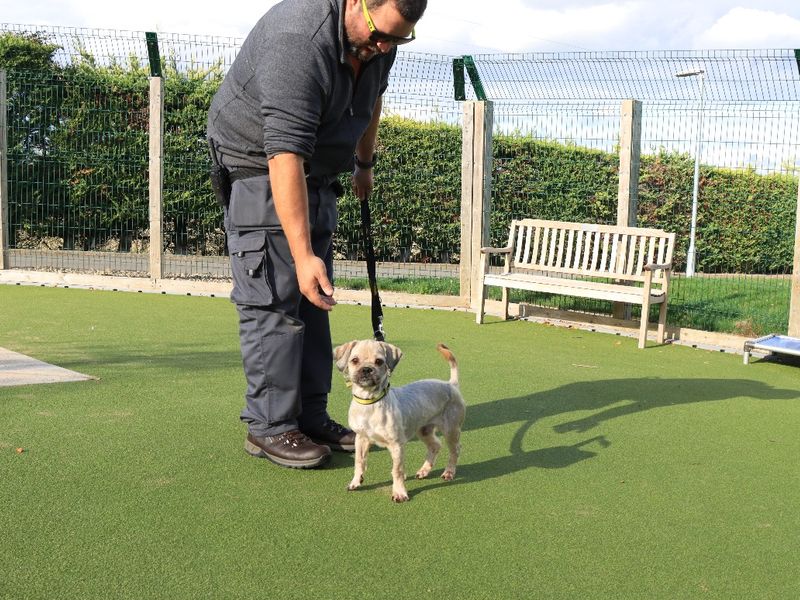 Poodle for adoption in Evesham, Worcestershire – 3 years old - Image 2 of 2