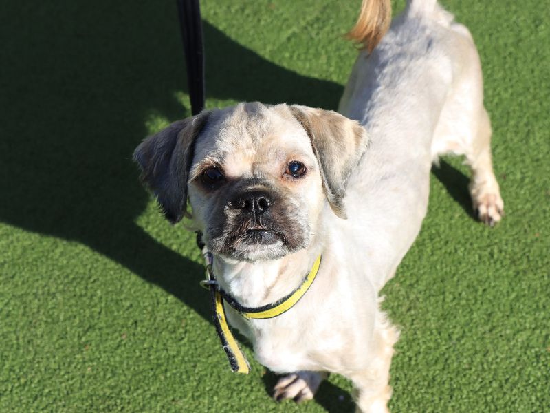 Shih Tzu for adoption in Evesham, Worcestershire – 3 years old