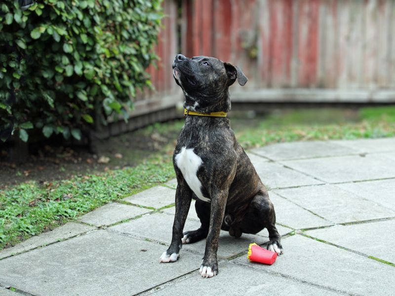 Staffordshire Bull Terrier for adoption in Liverpool, Merseyside – 1 year old