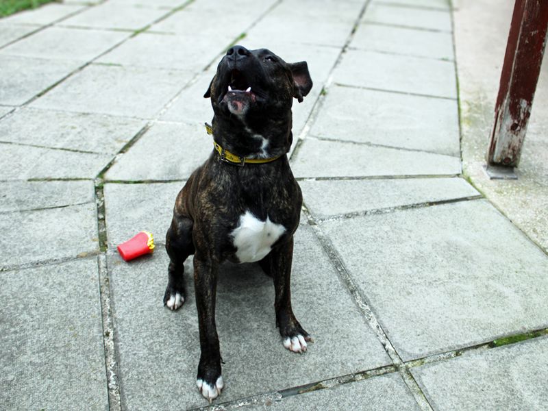 Staffordshire Bull Terrier for adoption in Liverpool, Merseyside – 1 year old - Image 3 of 3