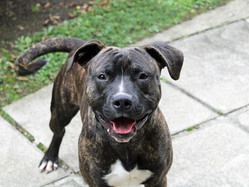Staffordshire Bull Terrier for adoption in Liverpool, Merseyside – 1 year old - Image 2 of 3
