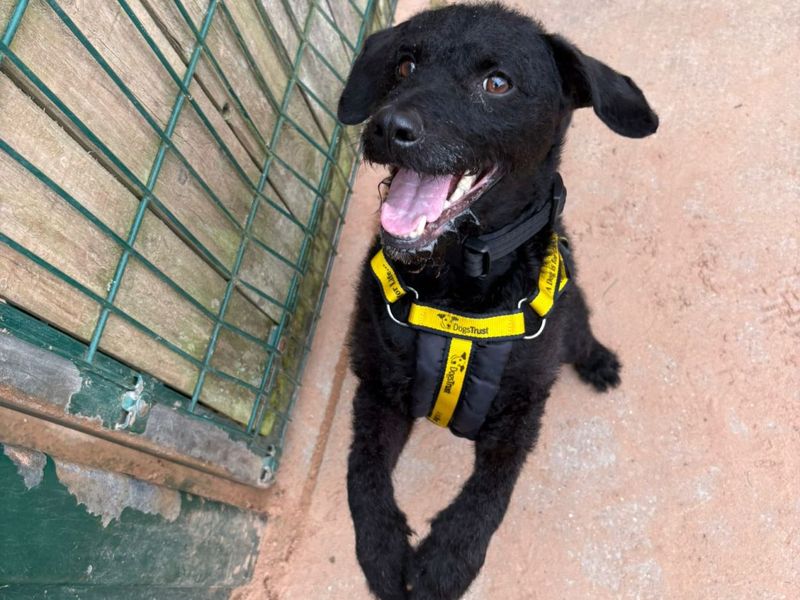 Poodle for adoption in Wymeswold, Leicestershire – 4 years old