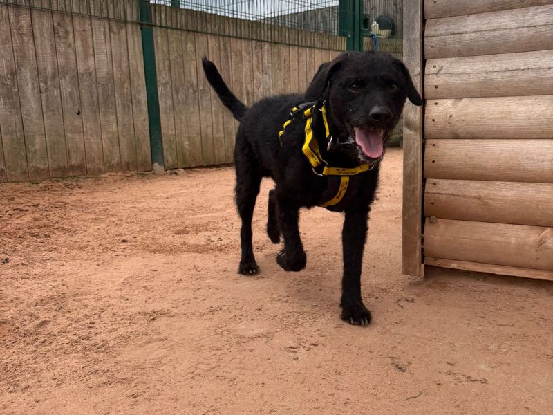Poodle for adoption in Wymeswold, Leicestershire – 4 years old - Image 2 of 2