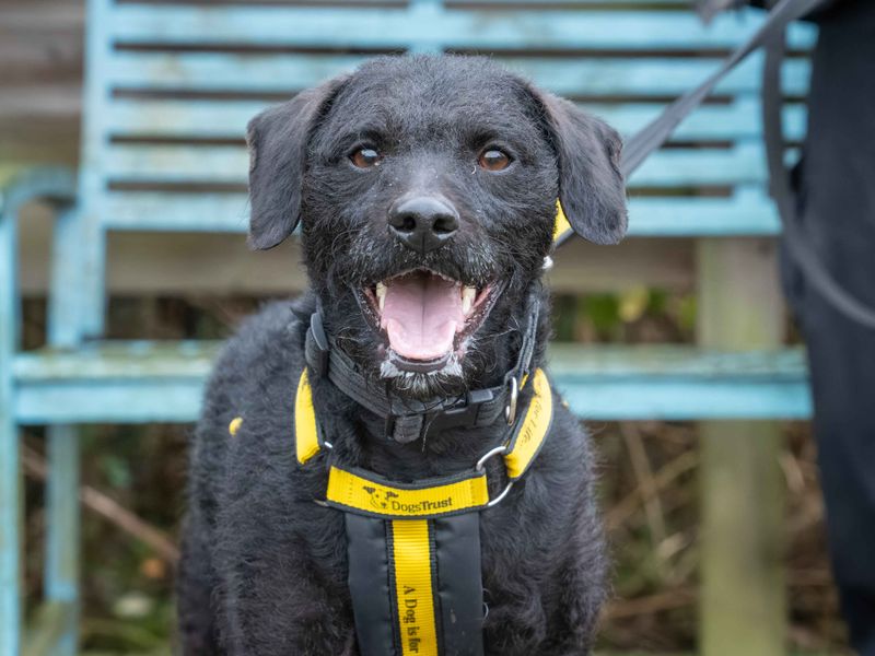 Nigel | Poodle (Miniature) Cross | Loughborough - 1