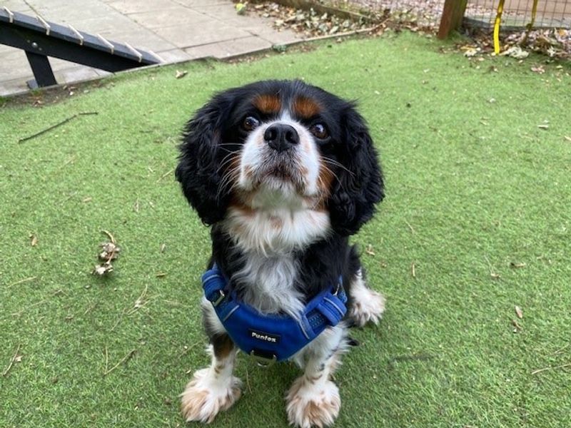 Cavalier King Charles Spaniel for adoption in Liverpool, Merseyside – 7 years old - Image 3 of 3