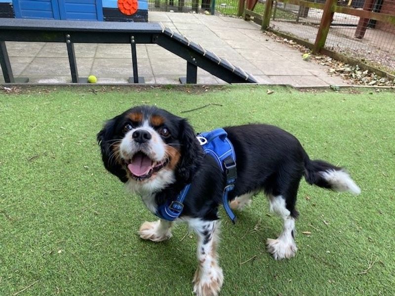 Cavalier King Charles Spaniel for adoption in Liverpool, Merseyside – 7 years old