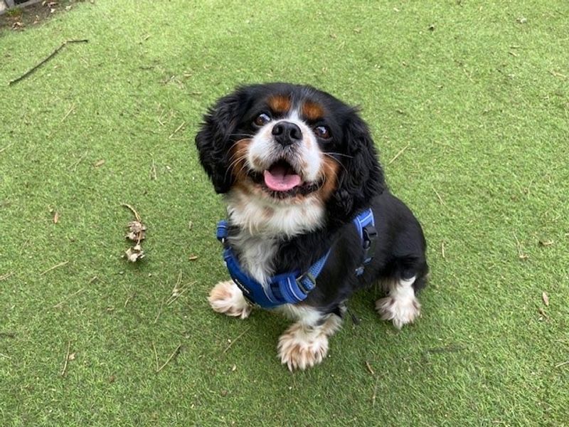 Cavalier King Charles Spaniel for adoption in Liverpool, Merseyside – 7 years old - Image 2 of 3