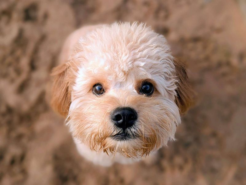 French Bulldog for adoption in Cardiff / Caerdydd, South Glamorgan – 10 months old - Image 5 of 5