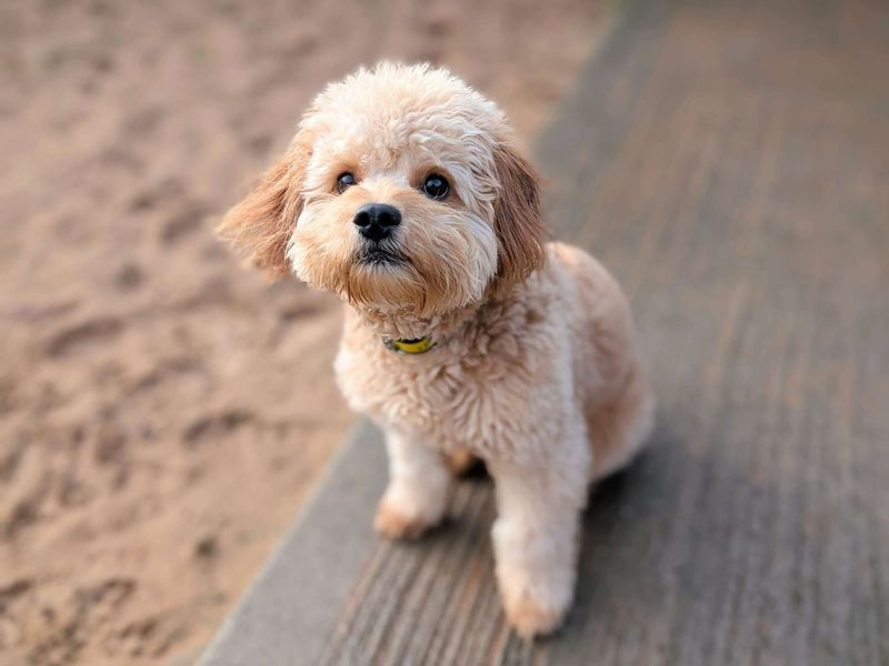 French Bulldog for adoption in Cardiff, Glamorgan – 8 months old