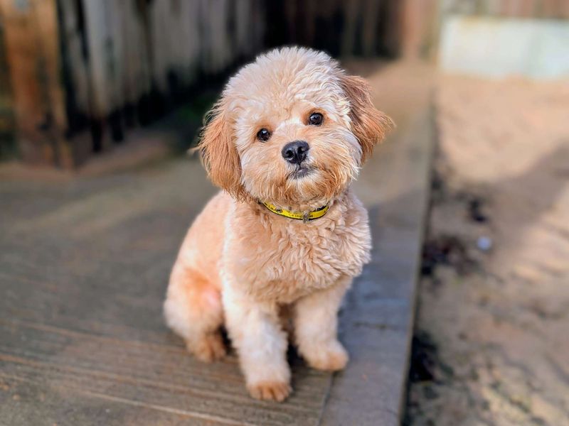French Bulldog for adoption in Cardiff / Caerdydd, South Glamorgan – 10 months old - Image 2 of 5