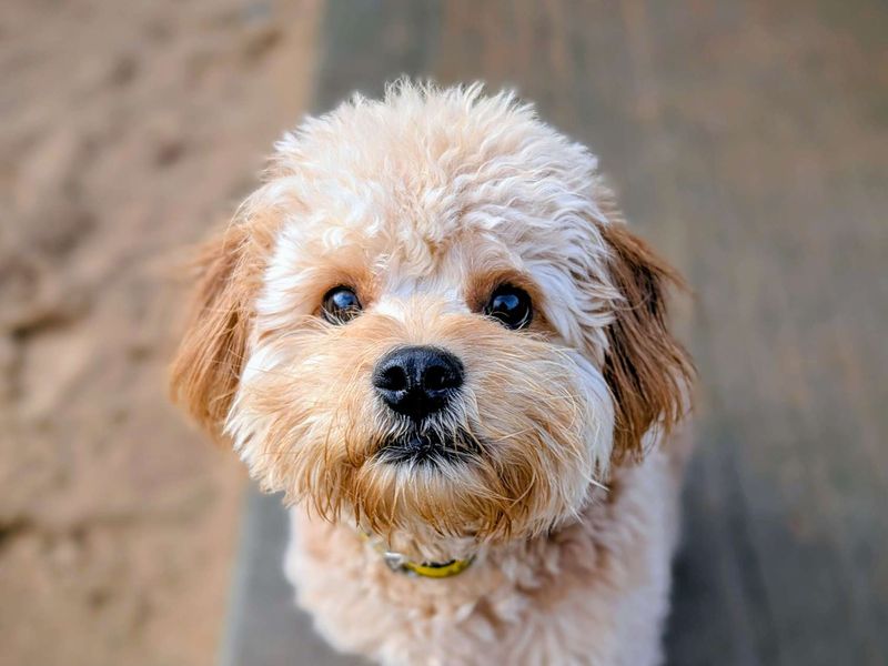 French Bulldog for adoption in Cardiff / Caerdydd, South Glamorgan – 10 months old - Image 3 of 5