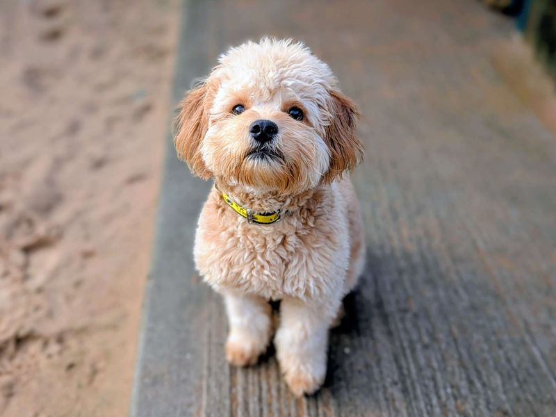 French Bulldog for adoption in Cardiff / Caerdydd, South Glamorgan – 10 months old - Image 4 of 5