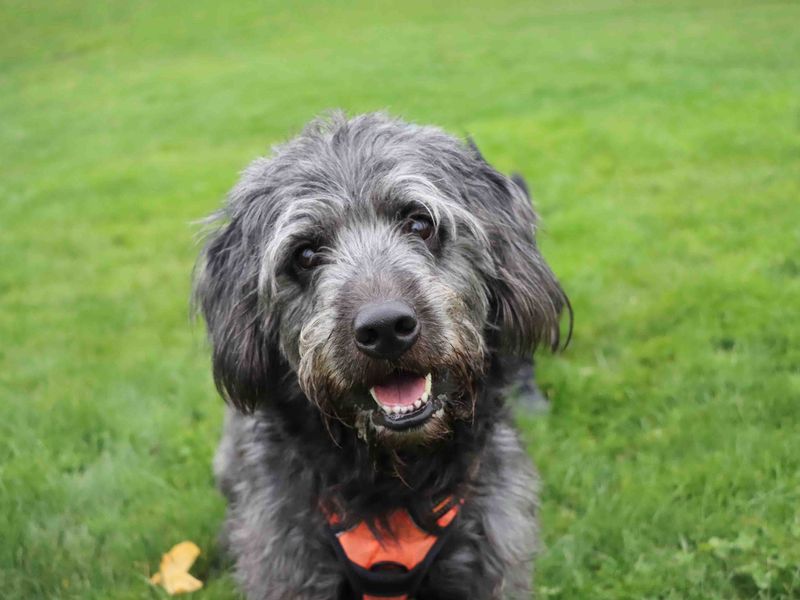 Poodle for adoption in Sadberge, Co Durham – 4 years old