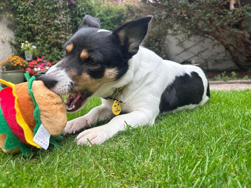 Jack Russell Terrier for adoption in Liverpool, Merseyside – 3 years old - Image 3 of 4