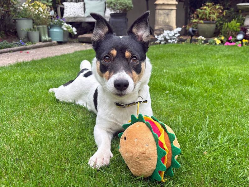 Jack Russell Terrier for adoption in Liverpool, Merseyside – 3 years old - Image 4 of 4