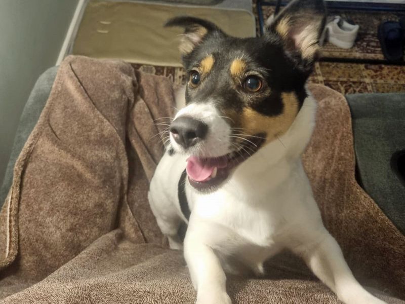 Jack Russell Terrier for adoption in Liverpool, Merseyside – 3 years old - Image 2 of 4