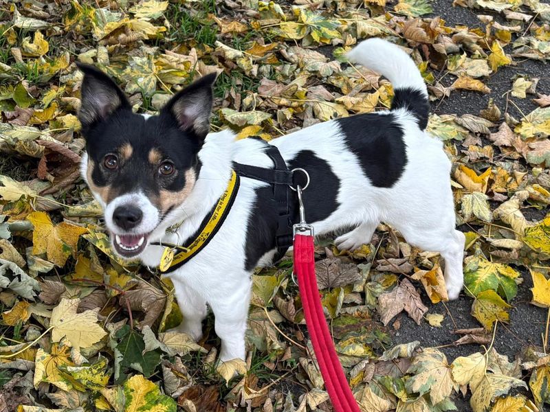 Jack Russell Terrier for adoption in Liverpool, Merseyside – 3 years old