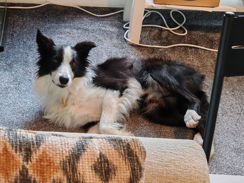 Moss | Collie (Border) | Ballymena (Northern Ireland) - 1