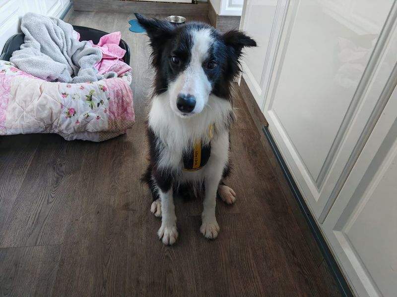 Border Collie for adoption in Ballymena, Co Antrim – 2 years old - Image 2 of 2