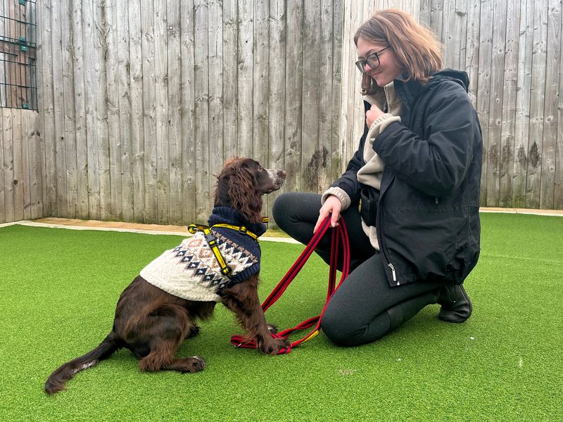 Cocker Spaniel for adoption in Wymeswold, Leicestershire – 9 months old - Image 2 of 2