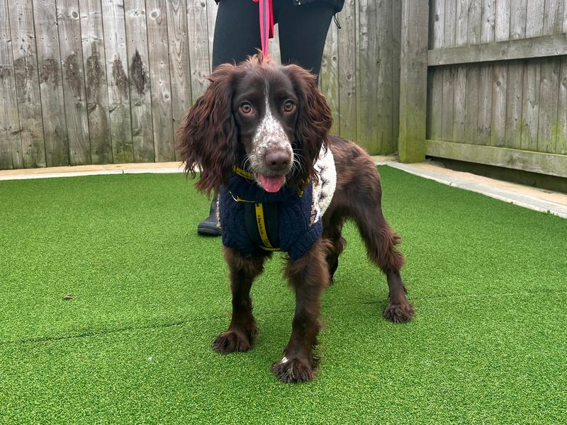 Cocker Spaniel for adoption in Wymeswold, Leicestershire – 10 months old