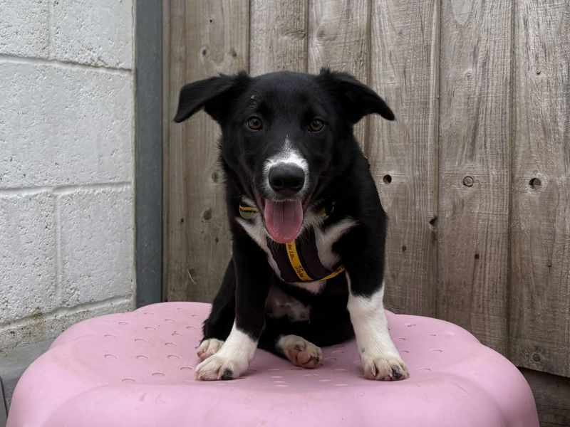 Border Collie for adoption in Snetterton, Norfolk – 6 months old - Image 3 of 3